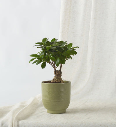 Bonsai Ficus Ginseng & Pot