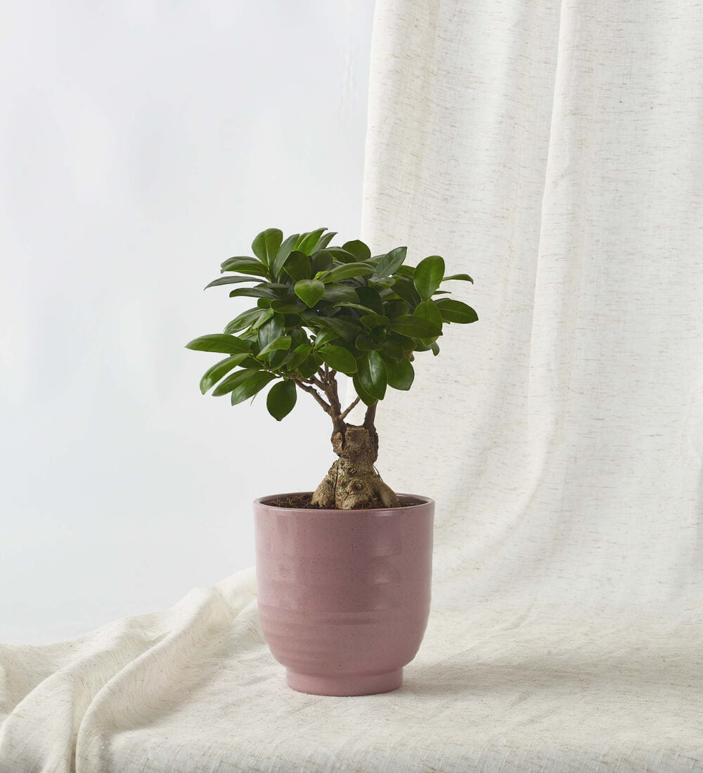 Bonsai Ficus Ginseng & Pot