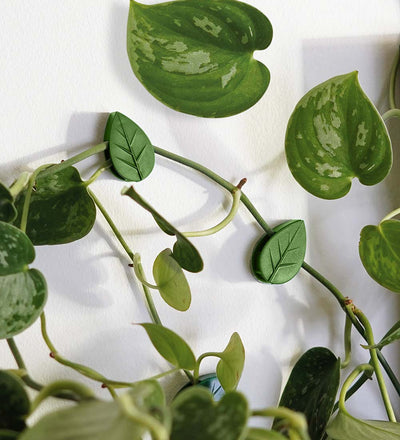 Climbing Plant Clips