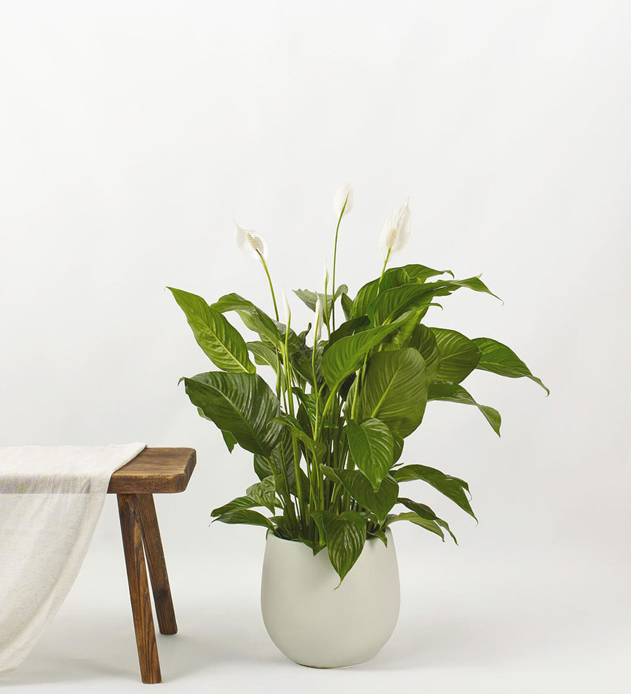 Peace Lily Large