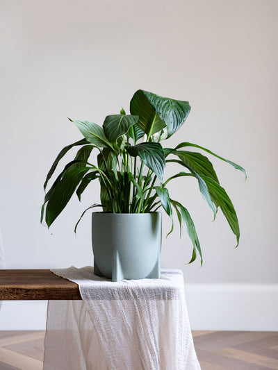 Windsor Sage Green Planter - Leaf Envy