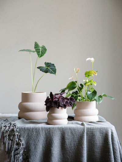 Elizabeth Shell Planter - Leaf Envy