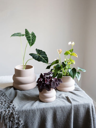 Elizabeth Shell Planter - Leaf Envy