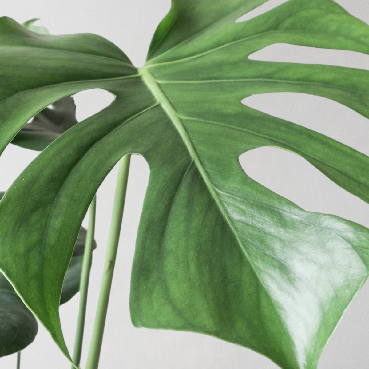 Monstera Deliciosa & Windsor Rust – Leaf Envy