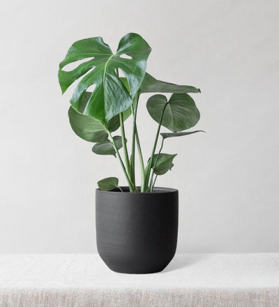 Monstera Deliciosa