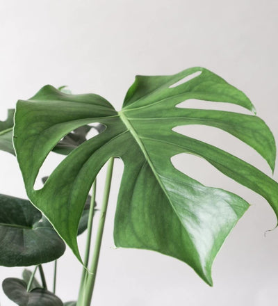 Monstera Deliciosa