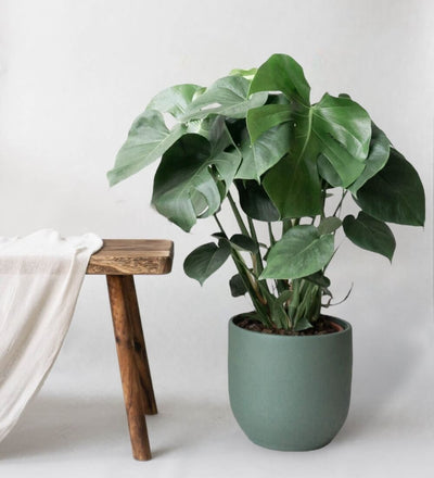 Monstera Deliciosa