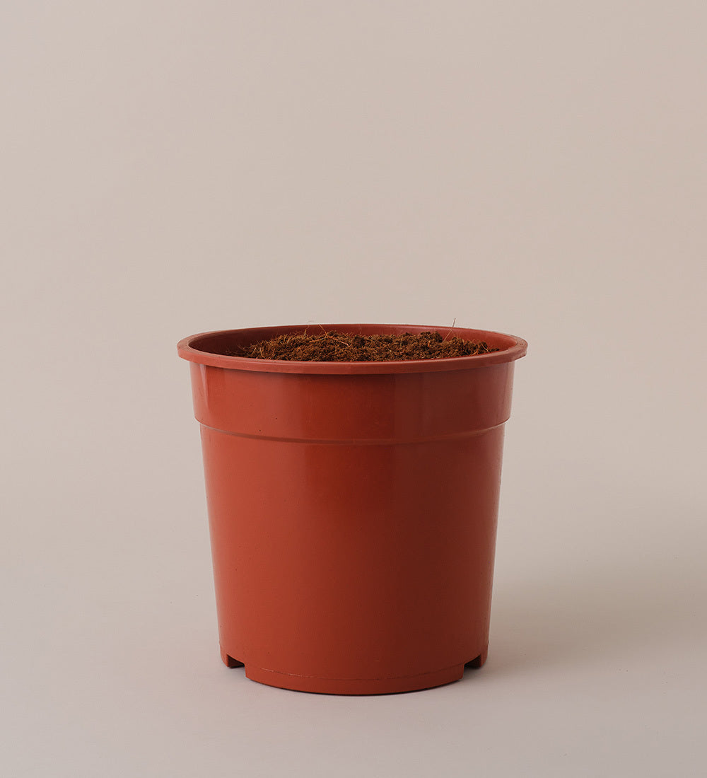 No Pot Image