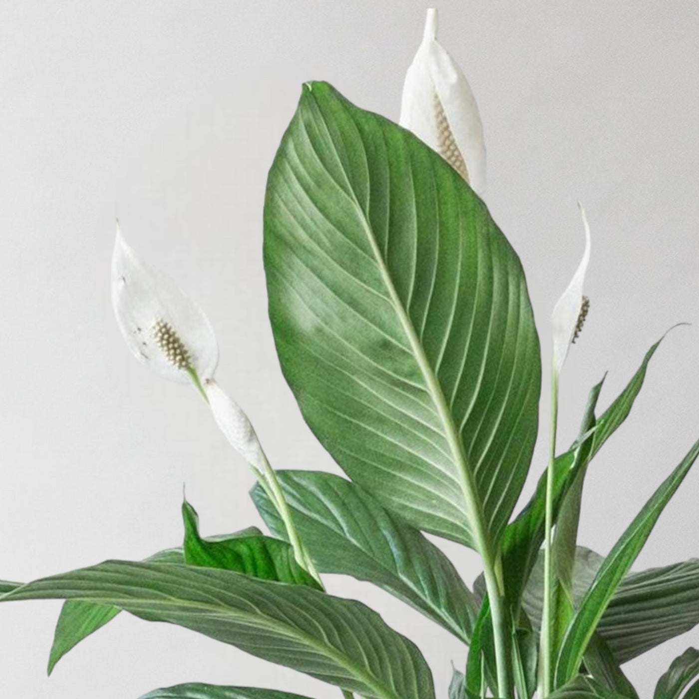 Peace Lily & Broadway Sea Spray