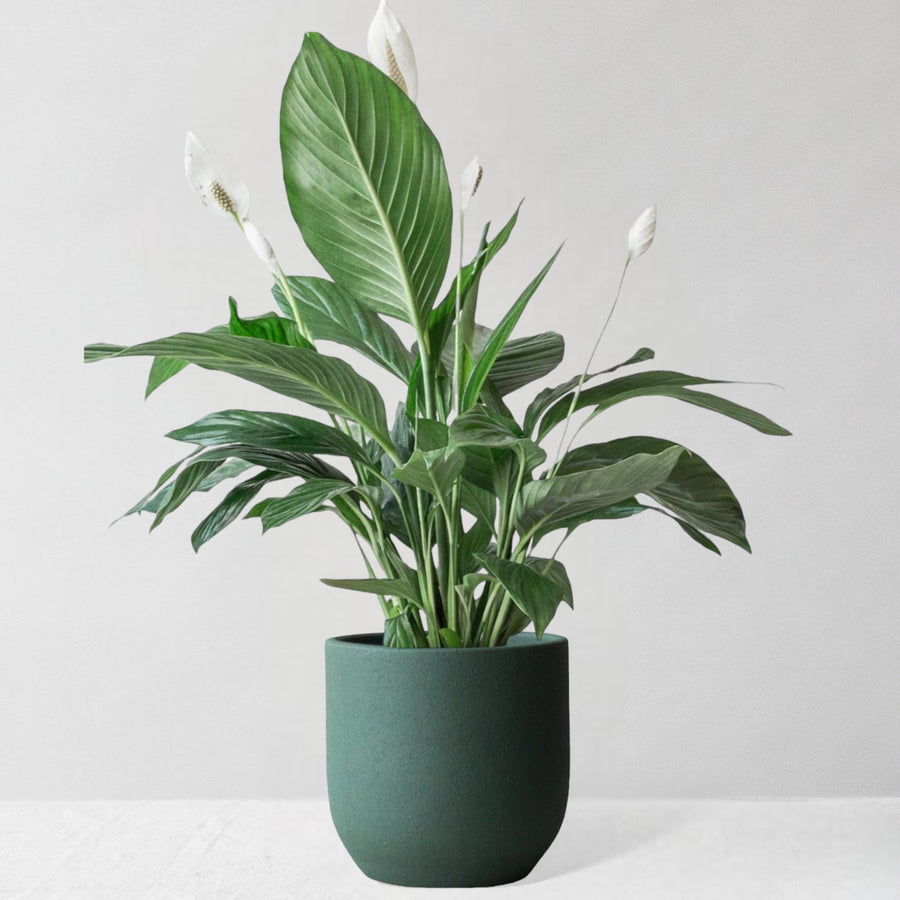 Peace Lily & Broadway Sea Spray