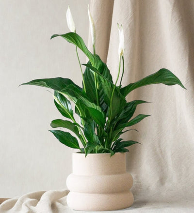 Peace Lily