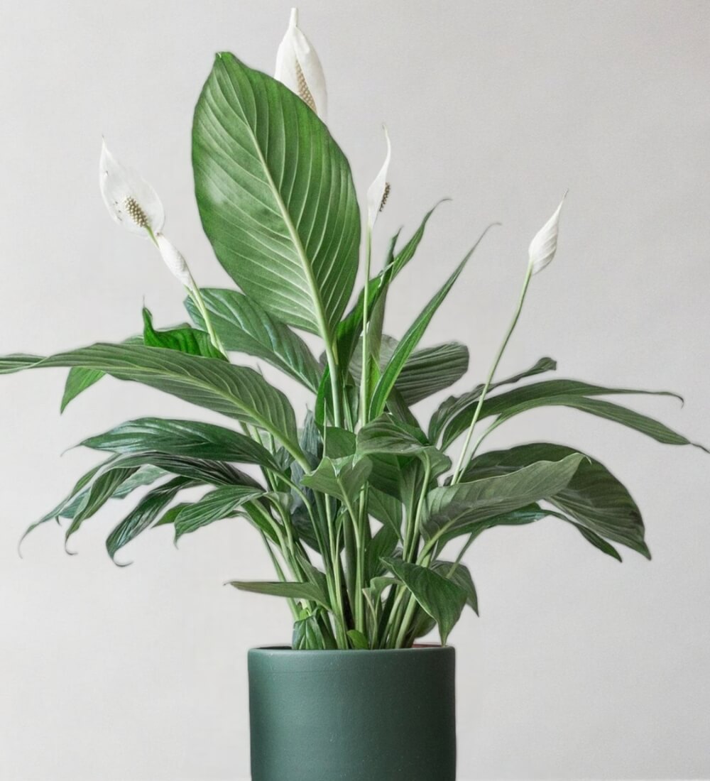 Peace Lily