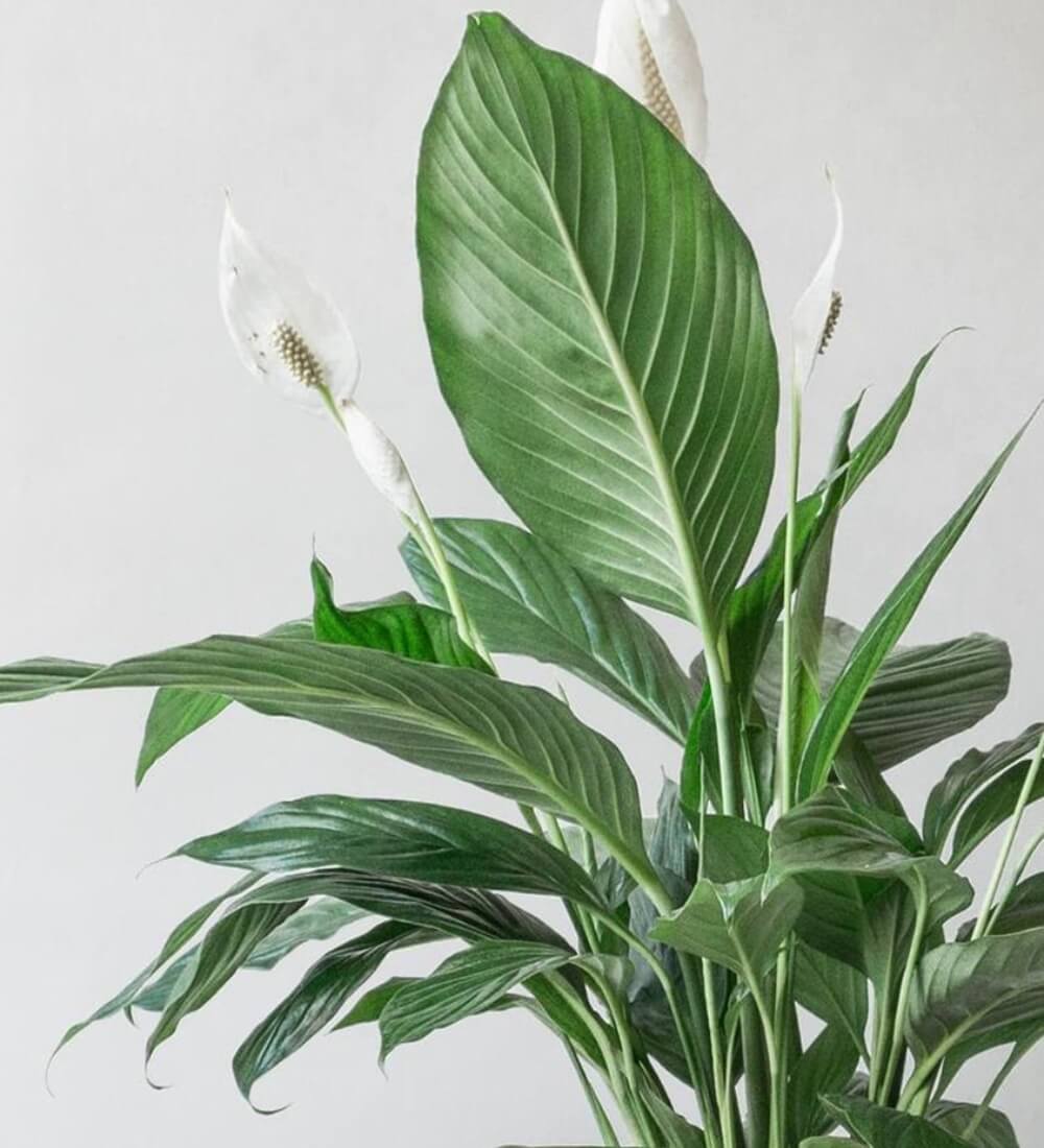 Peace Lily