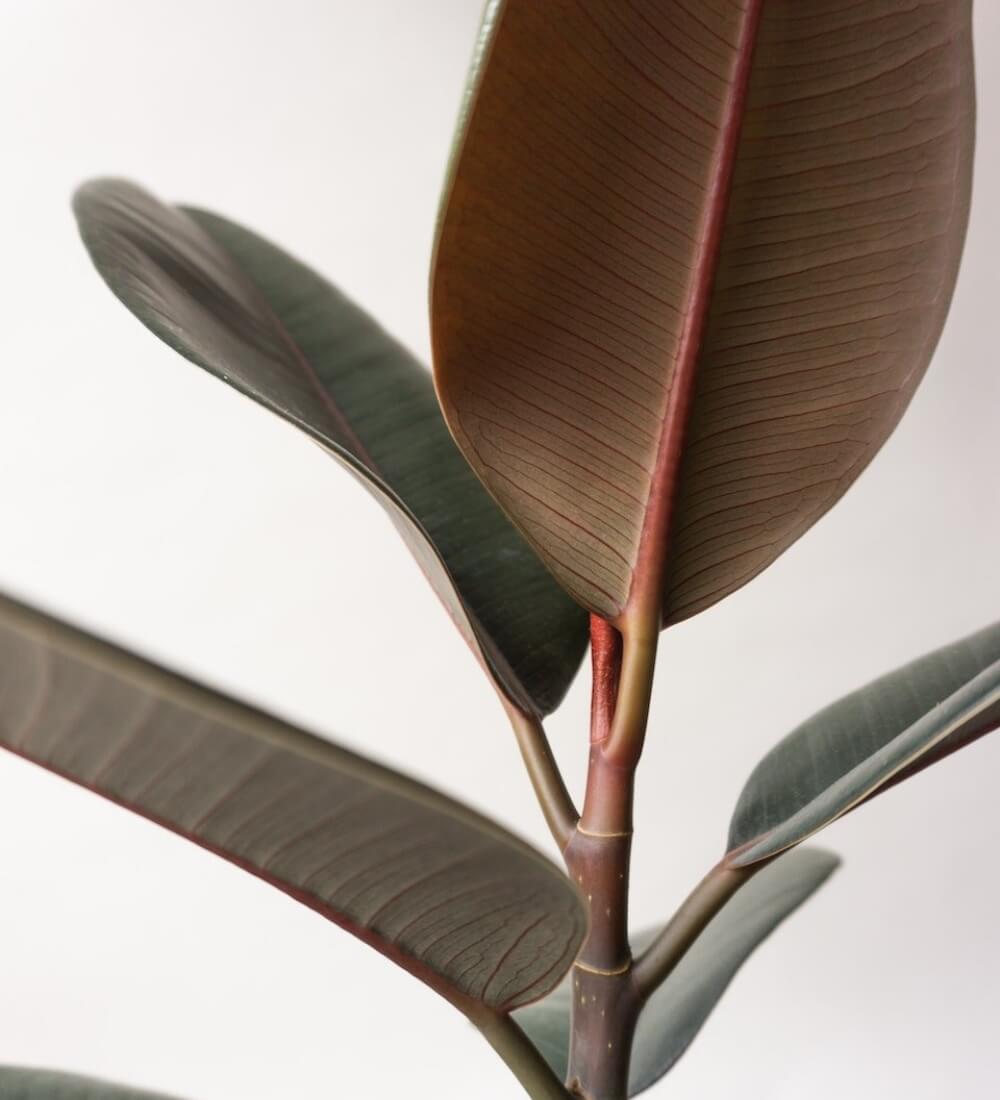 Rubber Plant