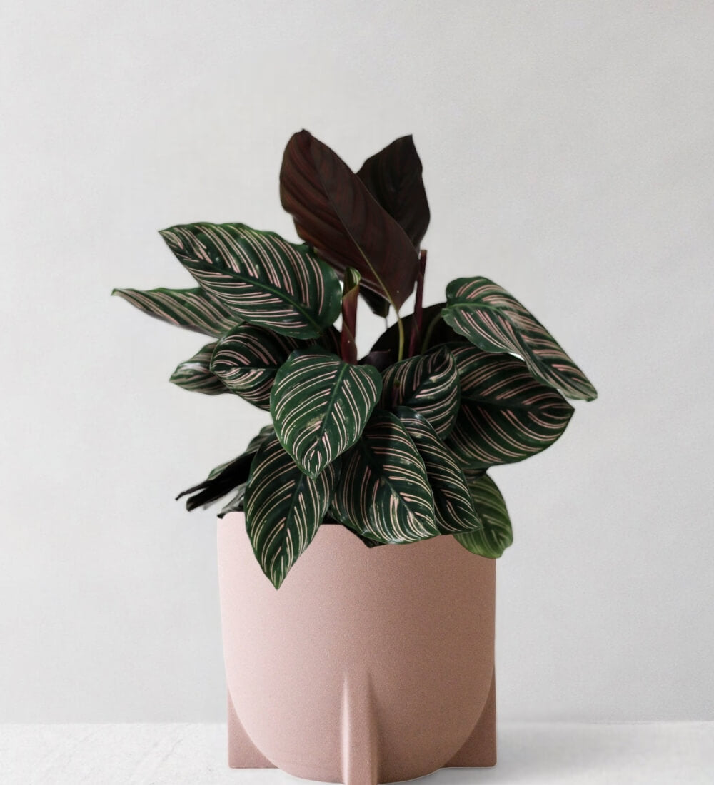 Calathea Pinstripe