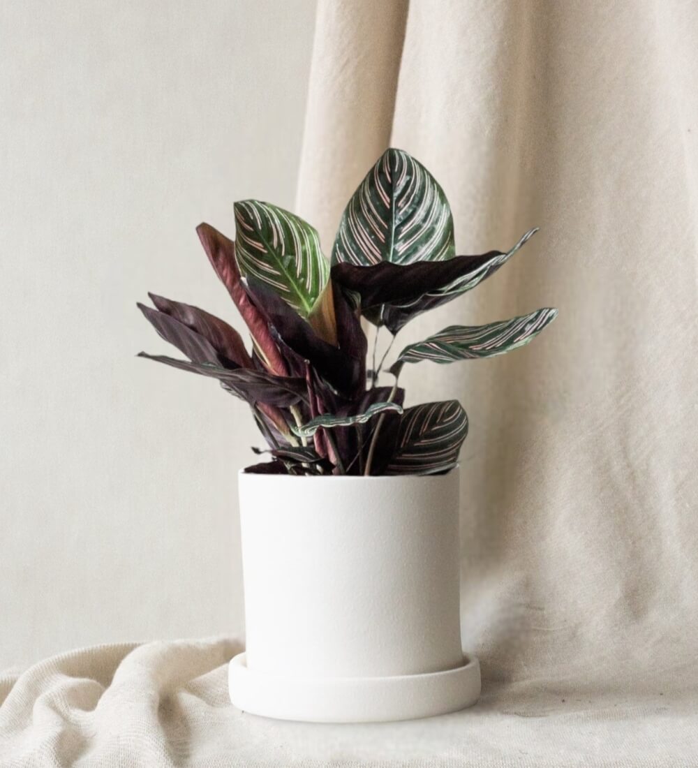 Calathea Pinstripe