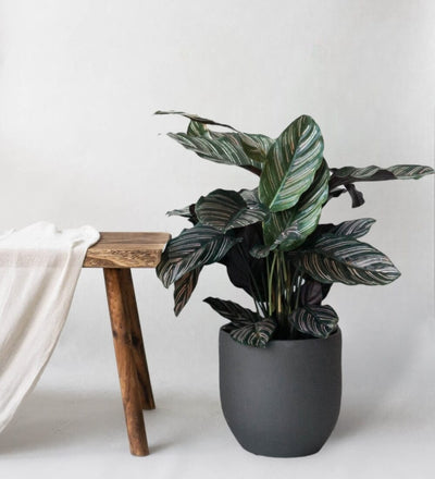 Calathea Pinstripe