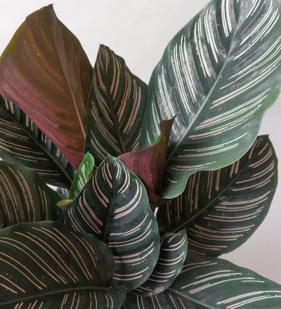 Calathea Pinstripe