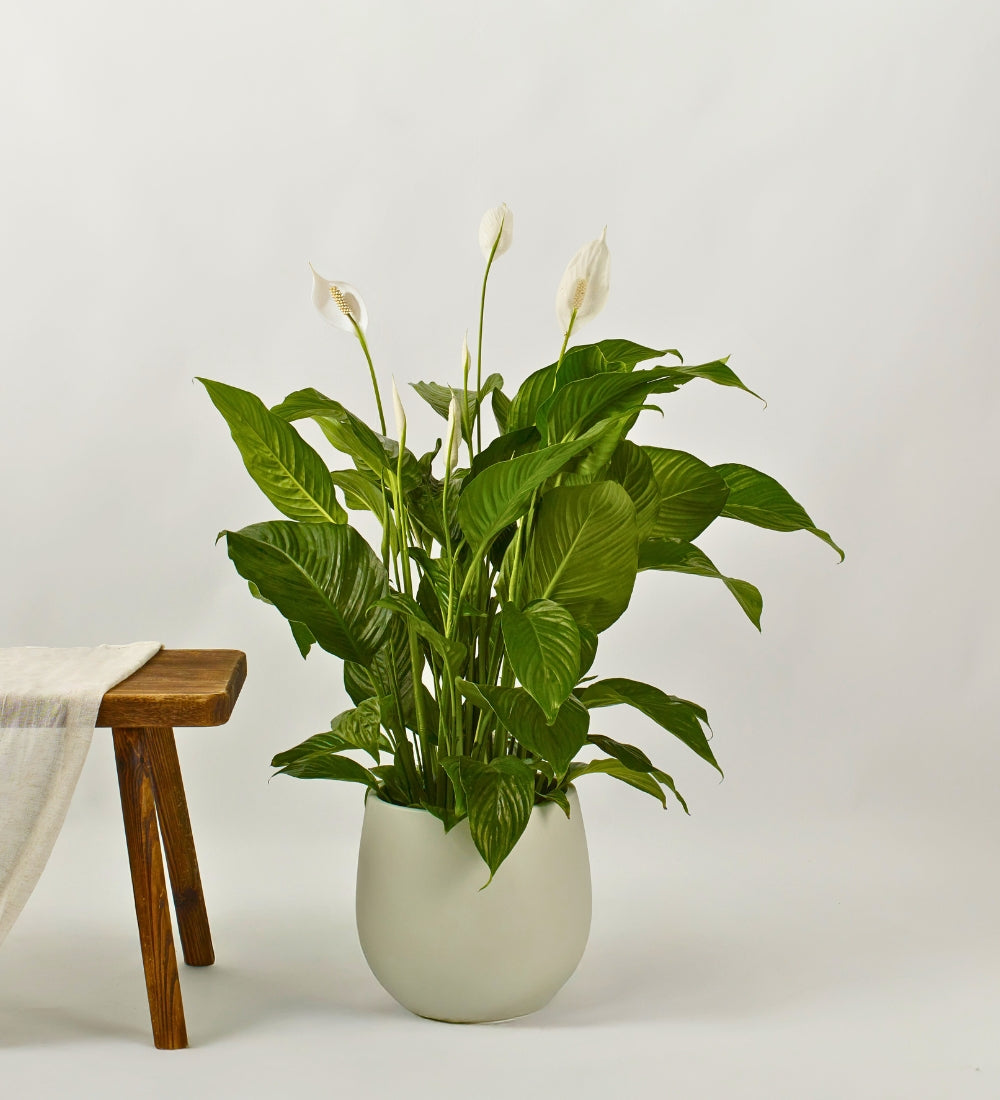 Peace Lily