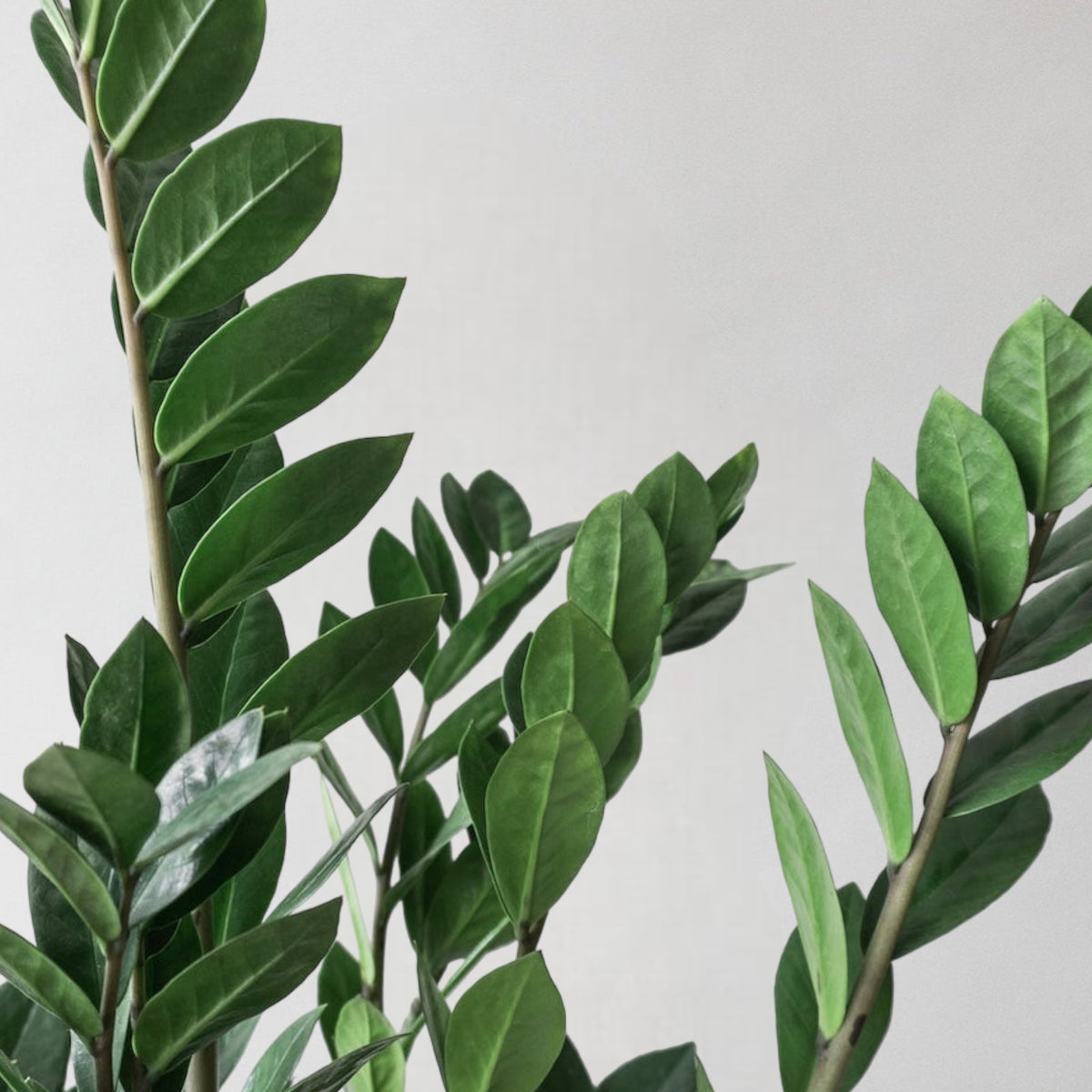 ZZ Plant & Broadway Chalk – Leaf Envy