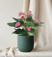 Pink Flamingo Flower