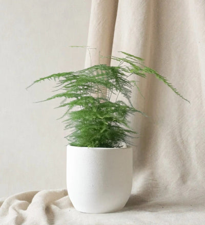 Asparagus Fern