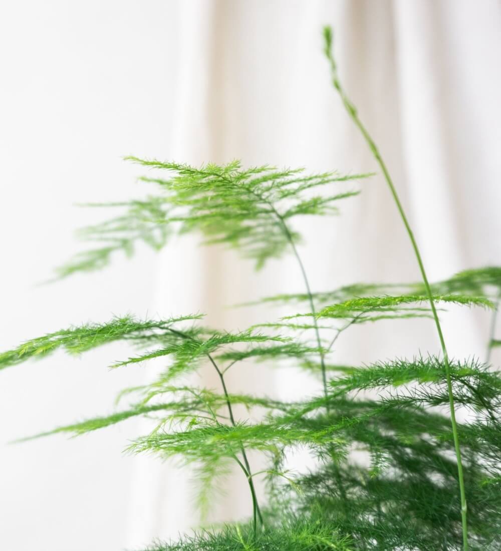 Asparagus Fern