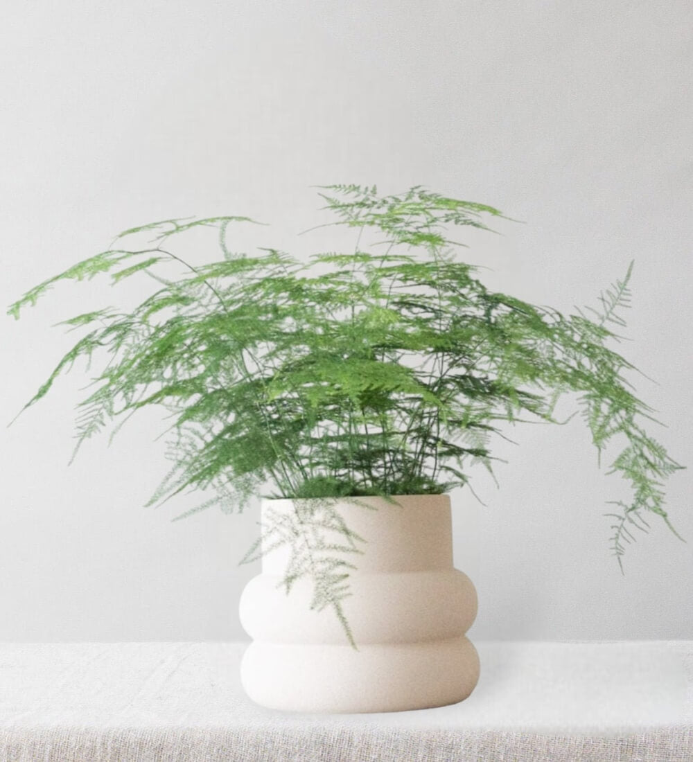 Asparagus Fern