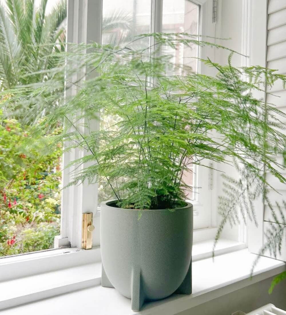 Asparagus Fern