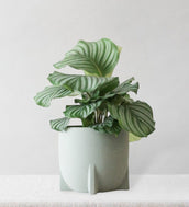 Calathea Orbifolia