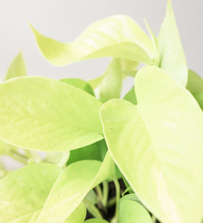 Neon Pothos & Broadway Charcoal
