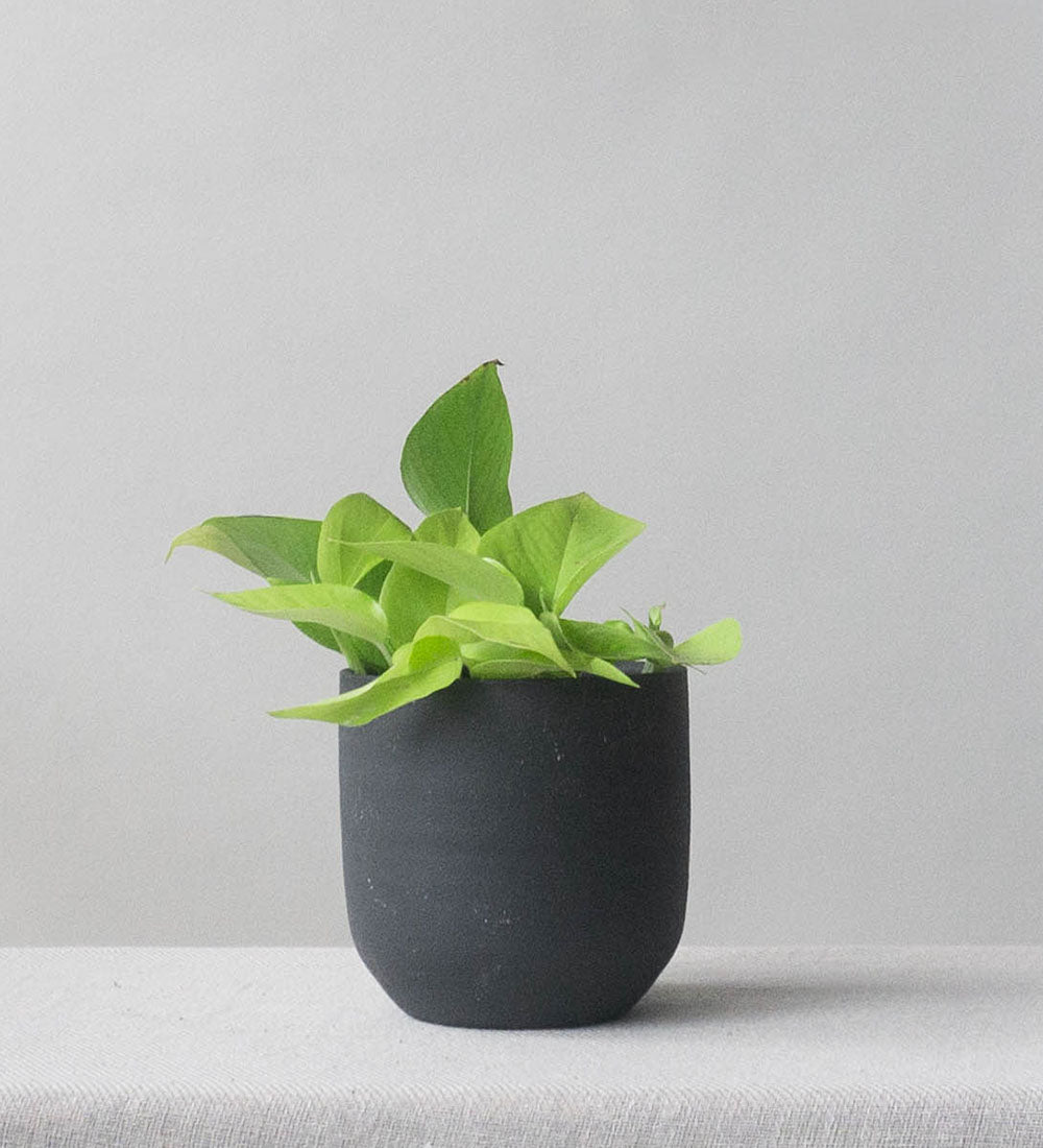 Neon Pothos & Broadway Charcoal