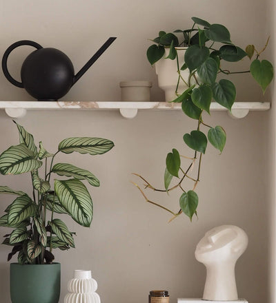 Philodendron Scandens