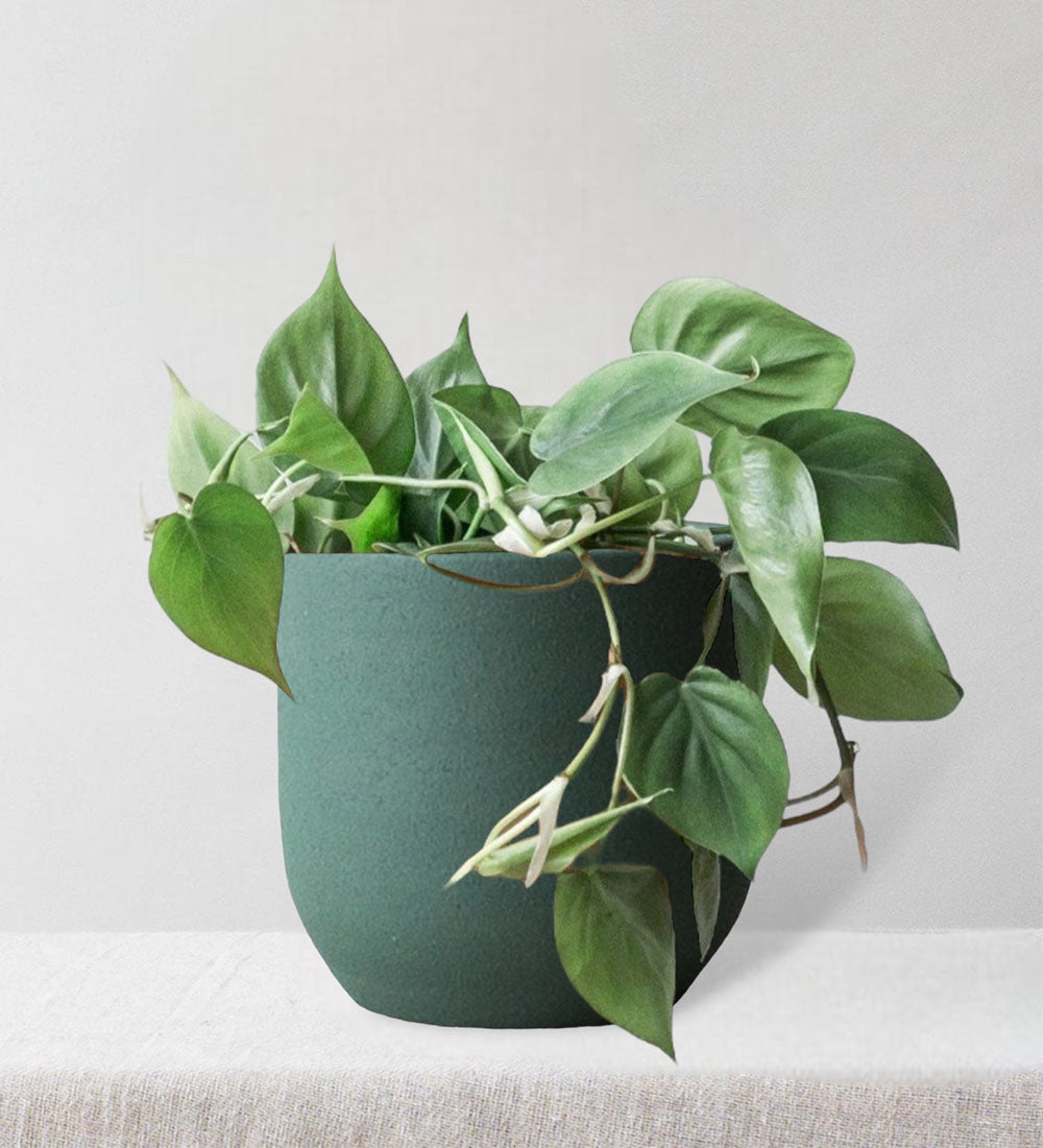 Philodendron Scandens