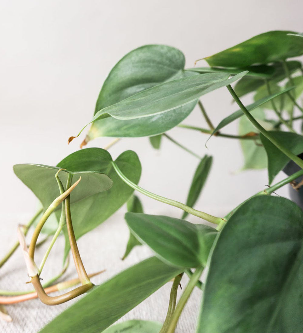 Philodendron Scandens