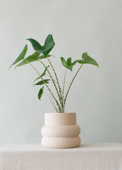 Elizabeth Shell Planter - Leaf Envy