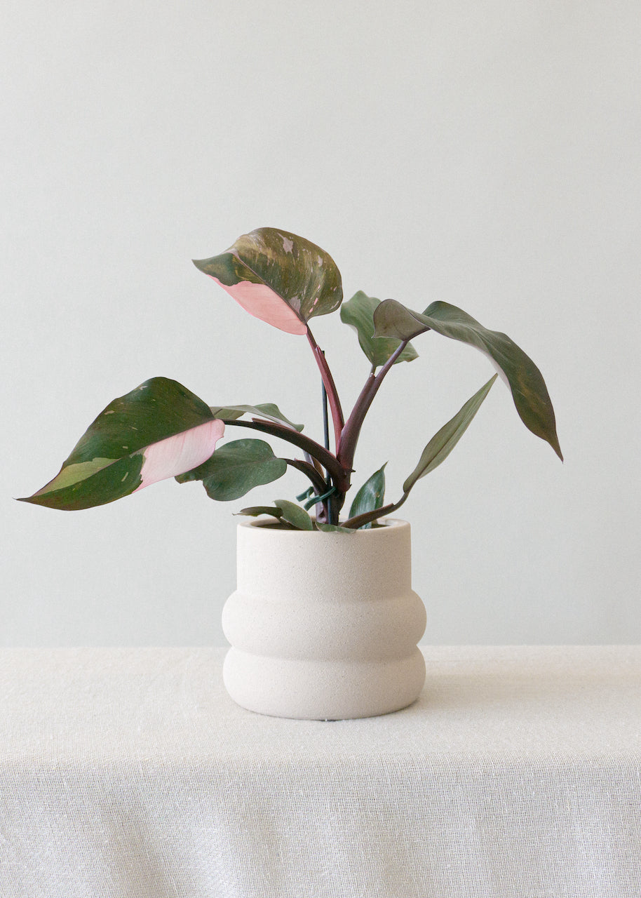 Elizabeth Shell Planter - Leaf Envy