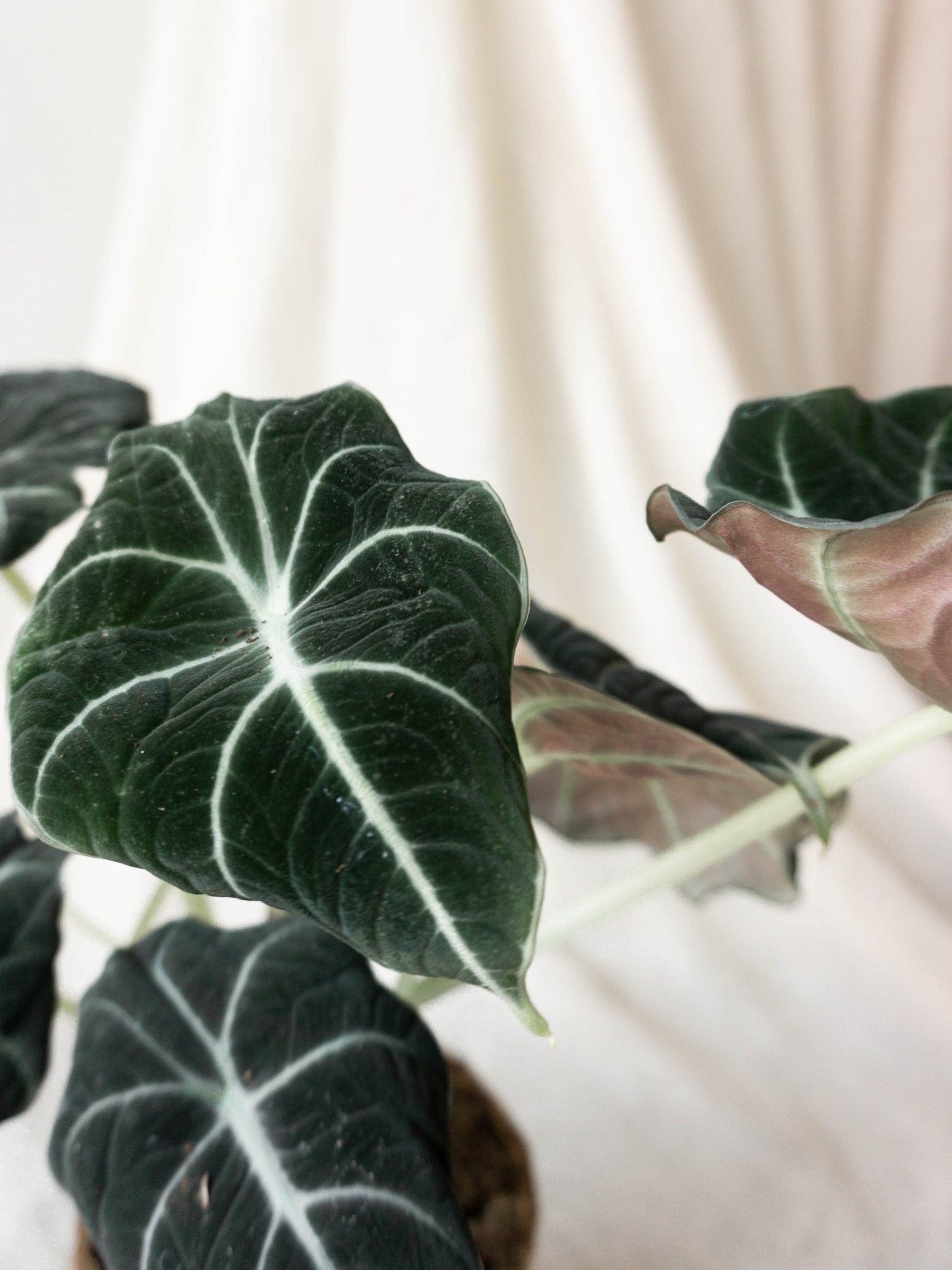 Alocasia Black Velvet - Leaf Envy