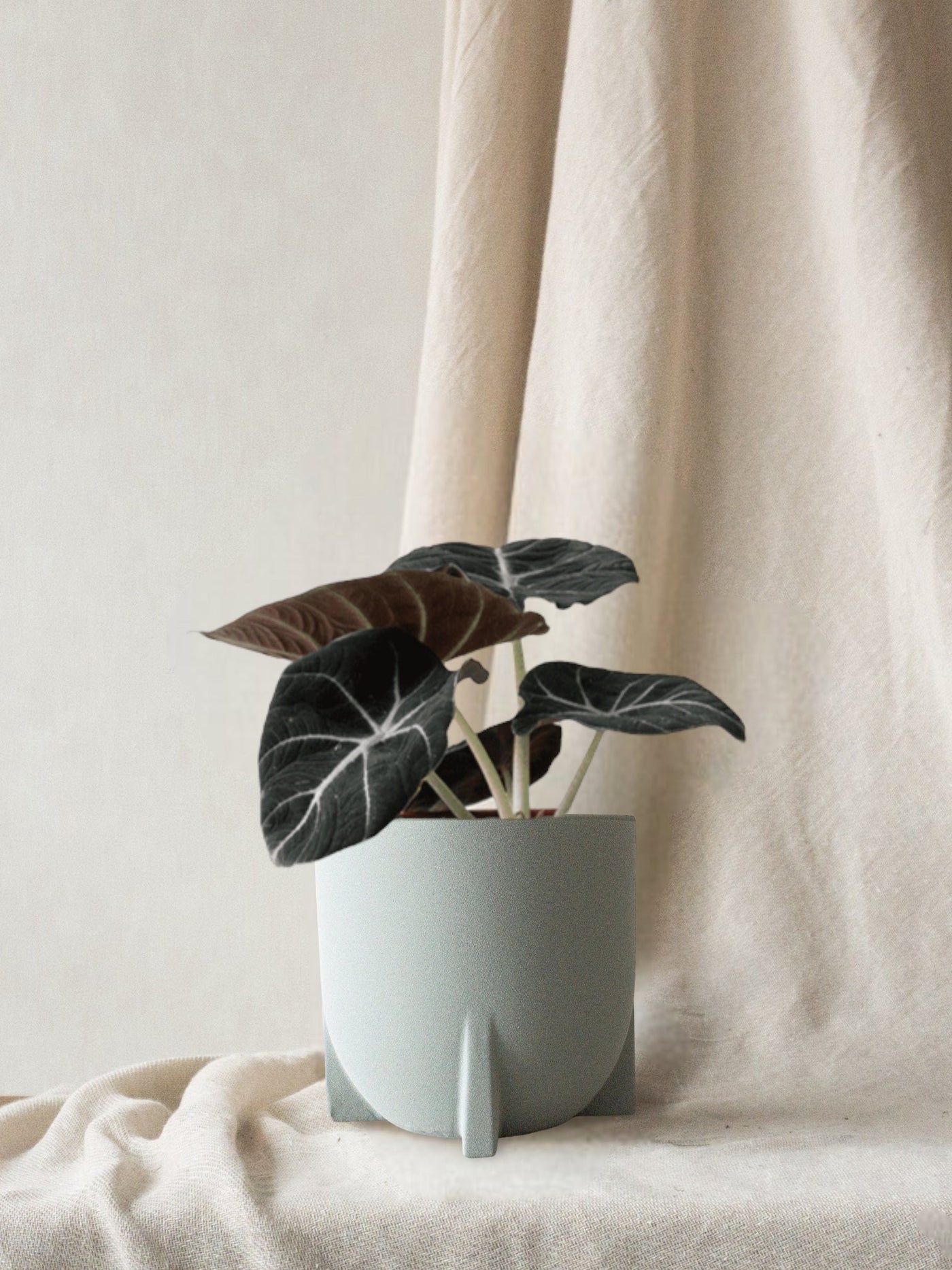 Alocasia Black Velvet - Leaf Envy