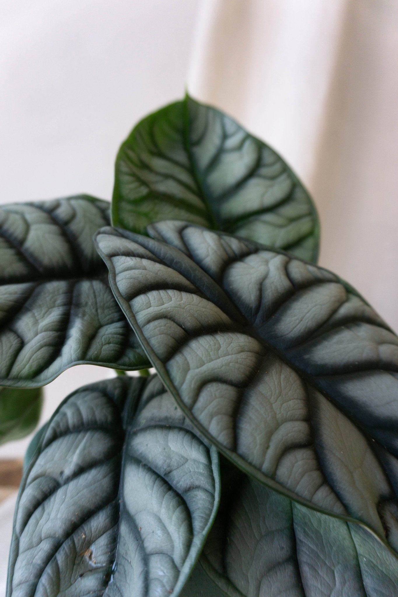 Alocasia Silver Dragon - Leaf Envy