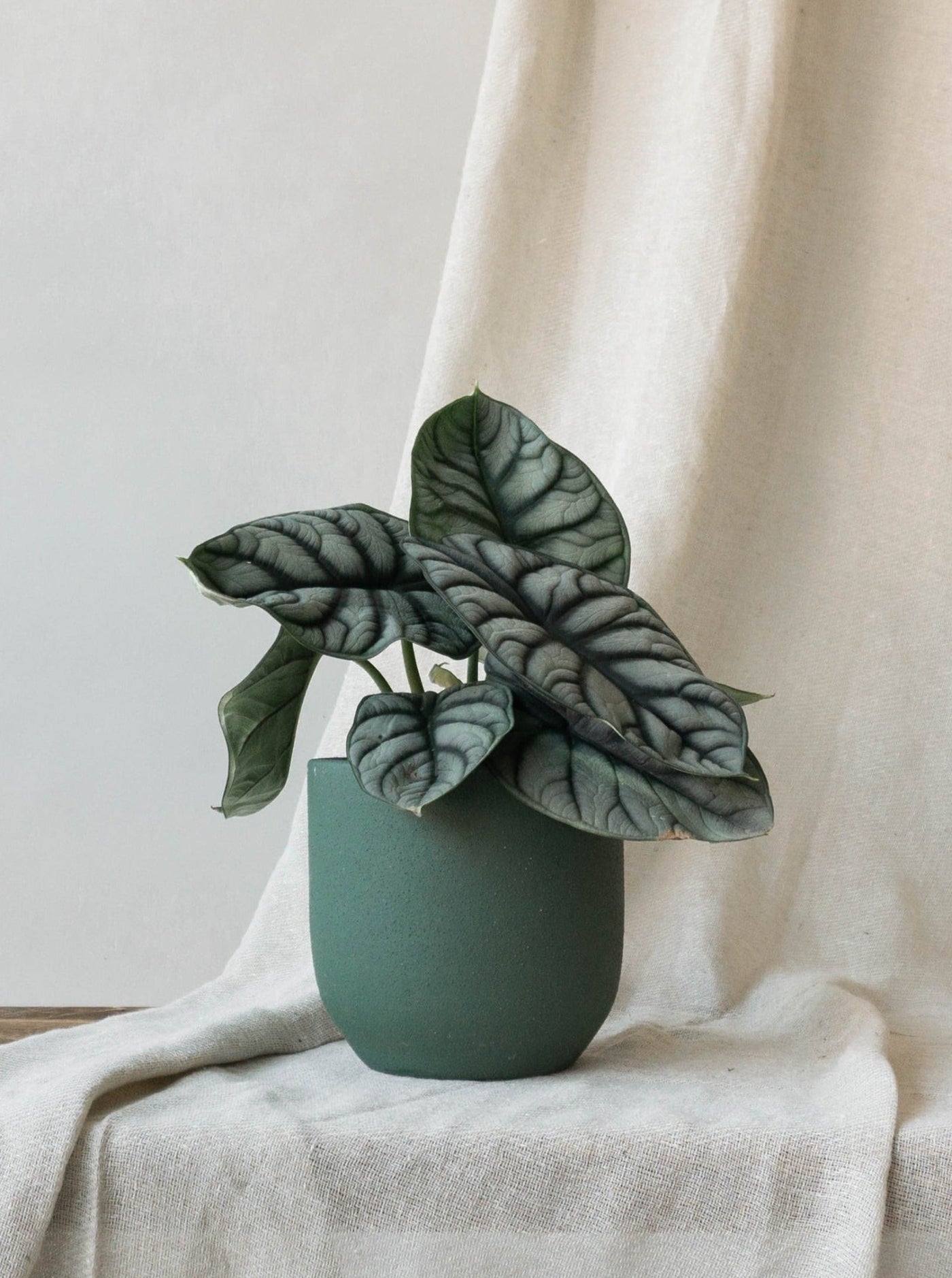 Alocasia Silver Dragon - Leaf Envy