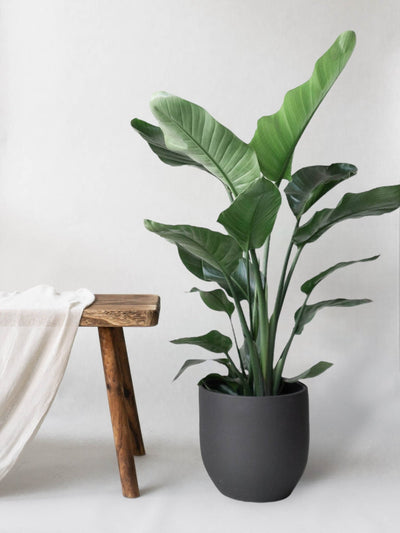 Bird of Paradise & Broadway Charcoal - Leaf Envy