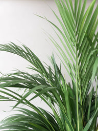 Butterfly Palm | Areca Palm Houseplant | Online Delivery | Leaf Envy