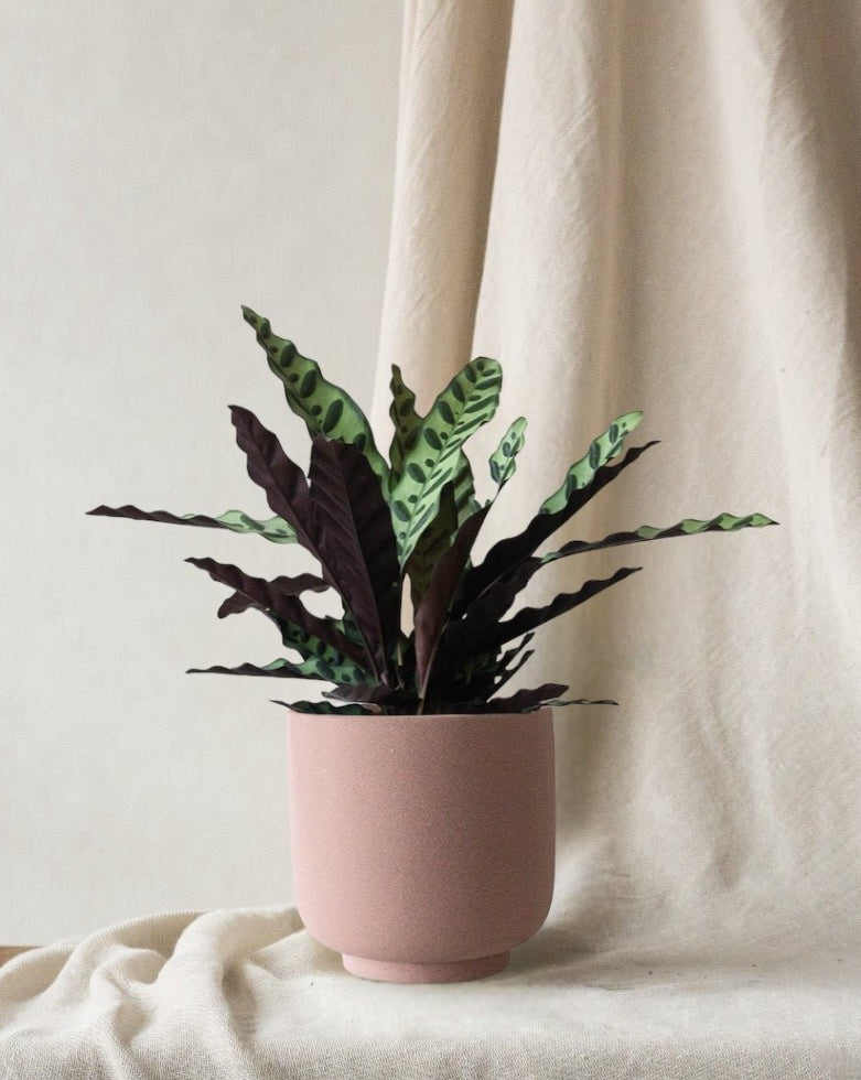 Calathea Rattlesnake - Leaf Envy