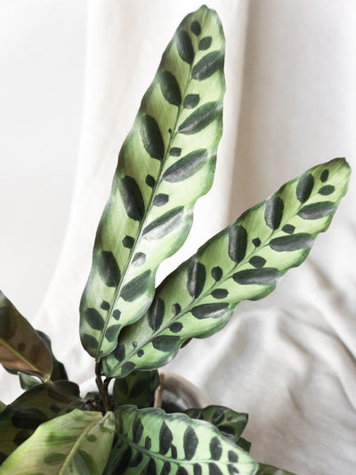 Calathea Rattlesnake - Leaf Envy