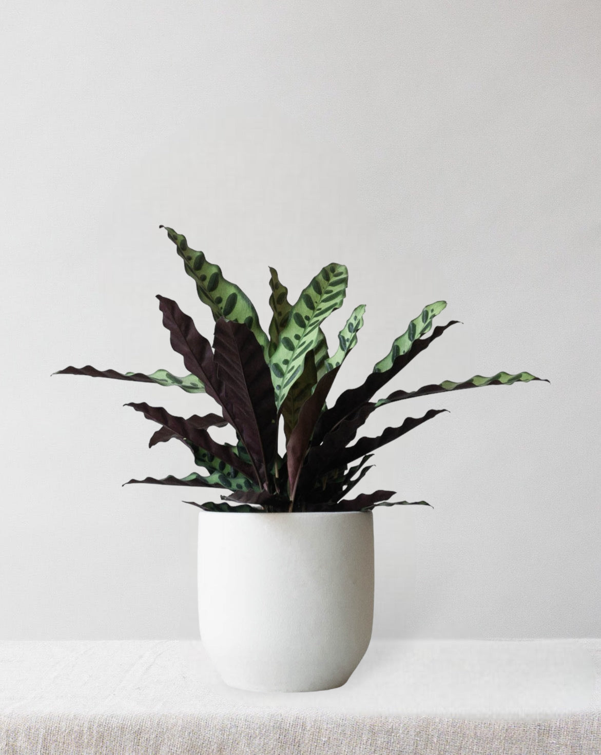 Calathea Rattlesnake - Leaf Envy