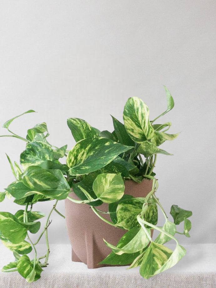 Pothos | Plant Care Guide | Leaf Envy