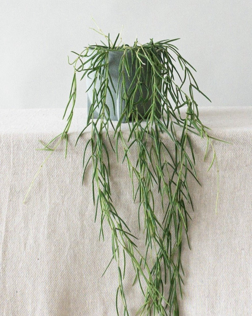 Hoya Linearis | Plant Care Instructions | Leaf Envy