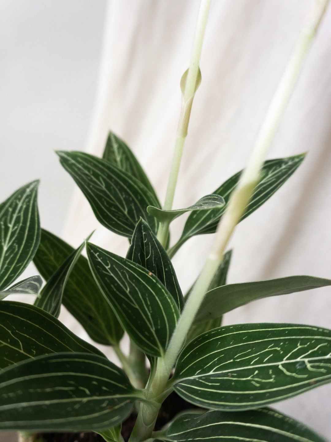 Jewel Orchid Alba - Leaf Envy