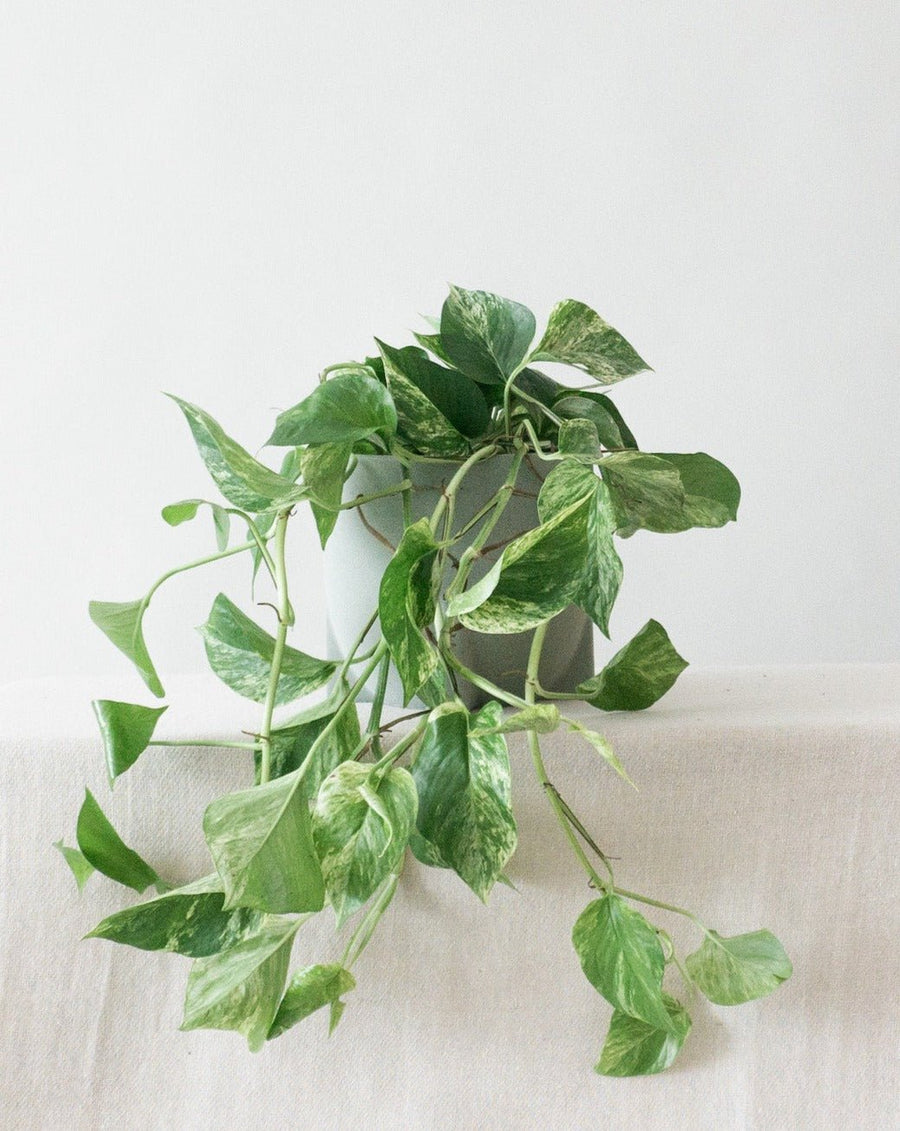 Marble Queen Pothos - Leaf Envy